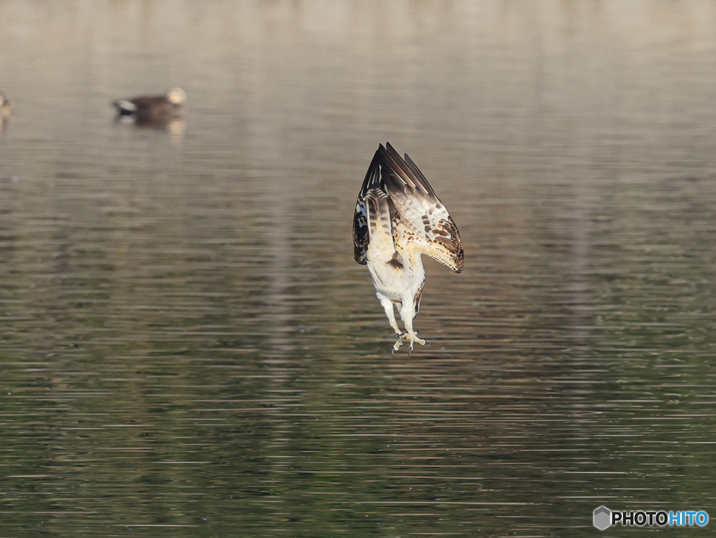 ミサゴ　⑧　210126 