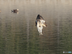 ミサゴ　⑧　210126 