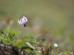 カタクリの花　①　200318 