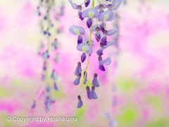 藤の花　②　220426 
