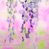 藤の花　②　220426 