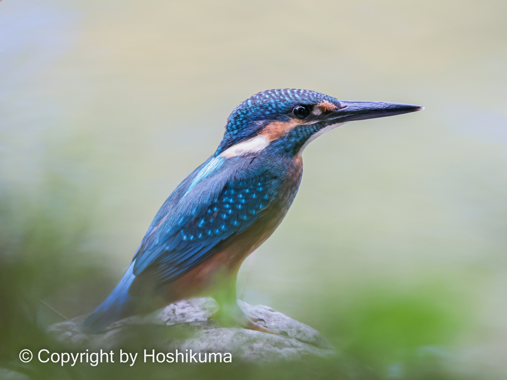 カワセミ　①　2200724