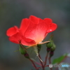 赤いバラ