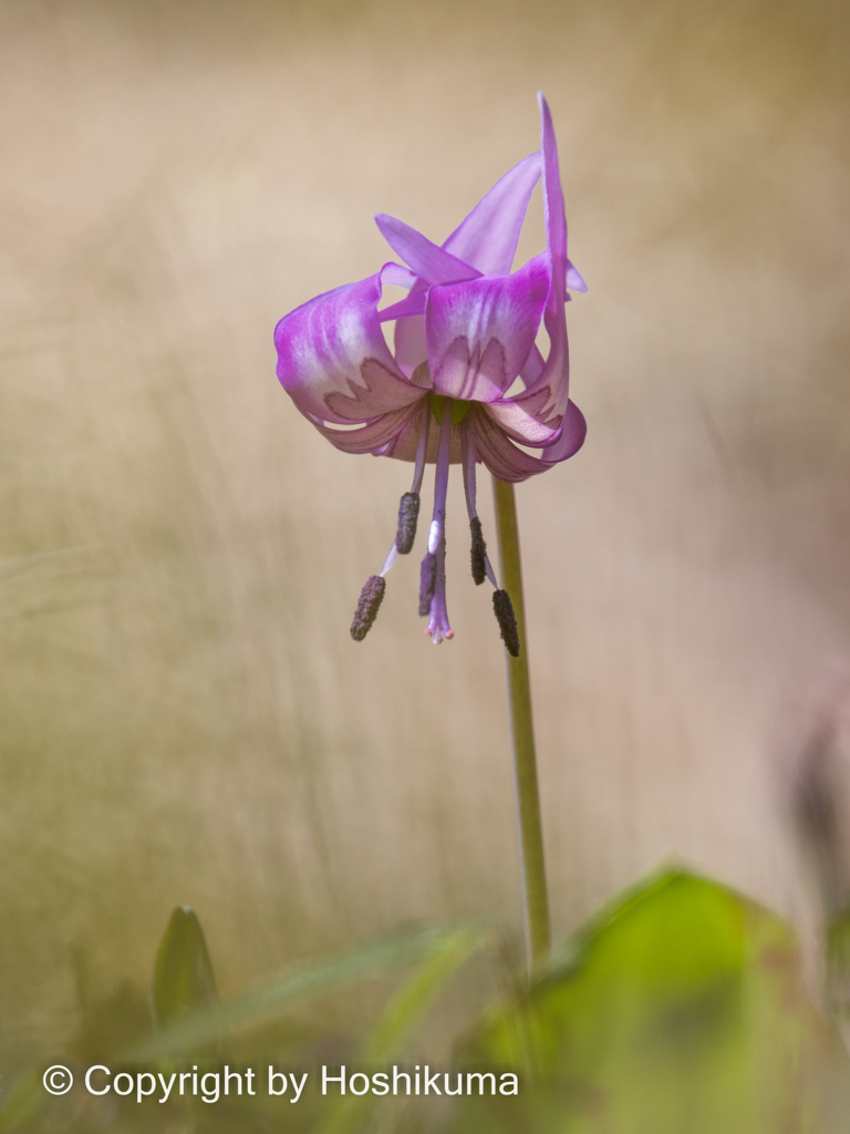 カタクリの花　⑤　220325 