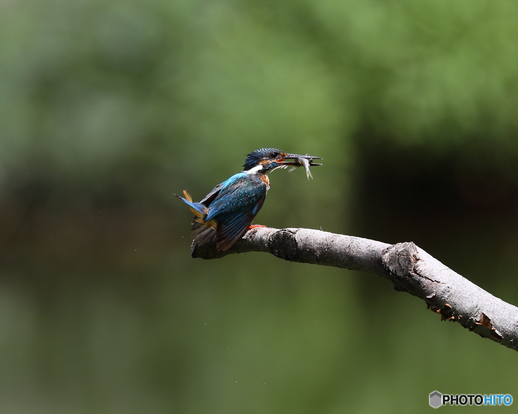 カワセミ　①　190806 