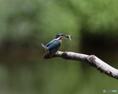 カワセミ　①　190806 