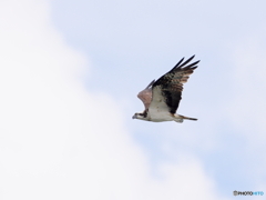 ミサゴ　②　200916 