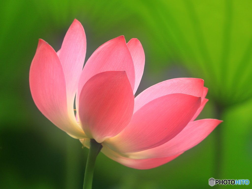ハスの花　②　200716