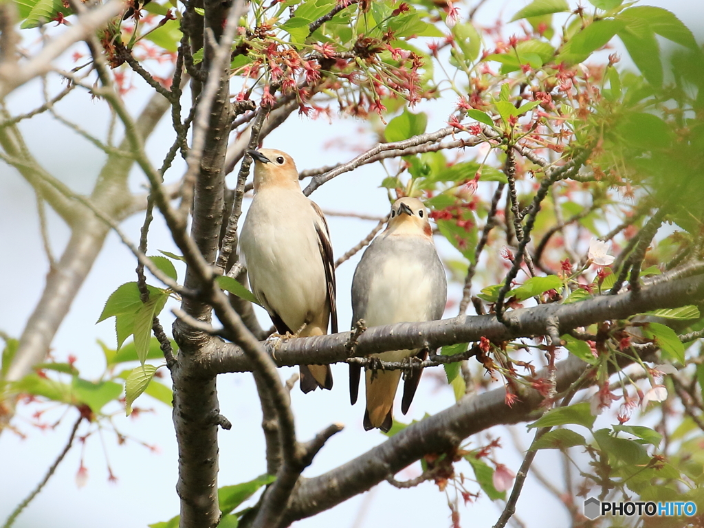 コムクドリ　①　200421