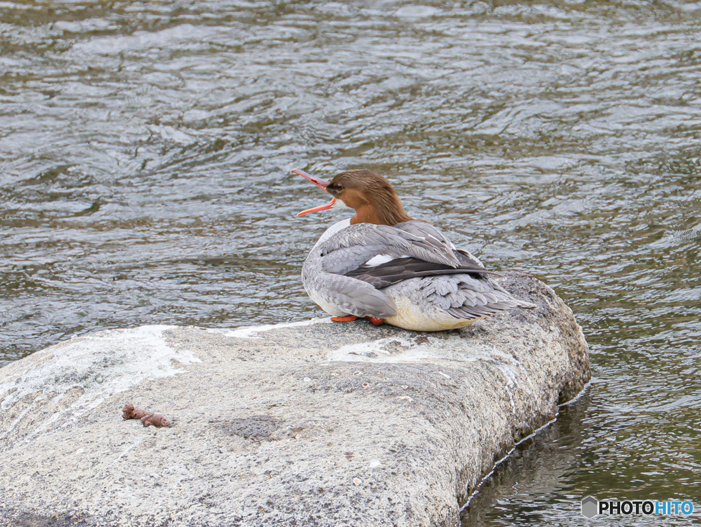 カワアイサ　②　210214 