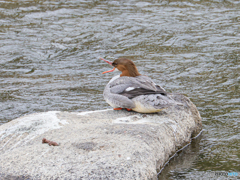 カワアイサ　②　210214 