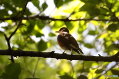 170502 アカハラ　初見　初撮り