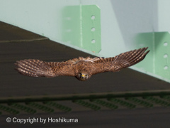 チョウゲンボウ　①　220321 