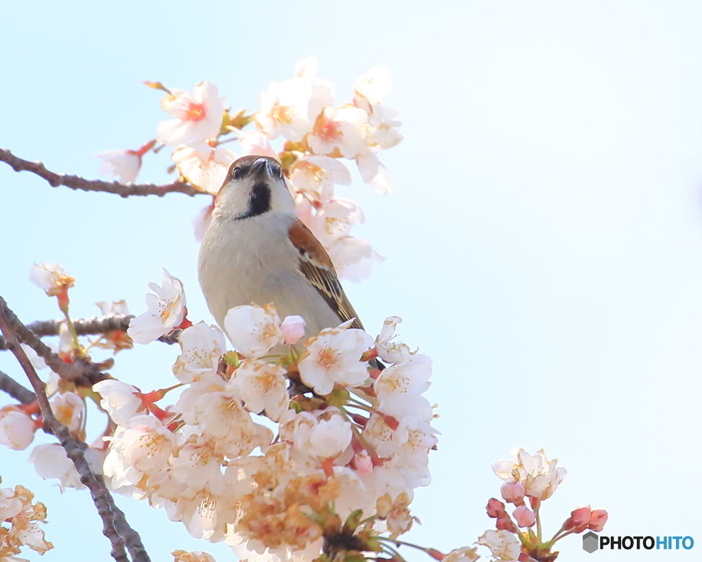 ニュウナイスズメ　①　190403