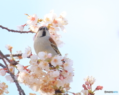 ニュウナイスズメ　①　190403