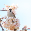 ニュウナイスズメ　①　190403