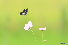 花と蝶　180927