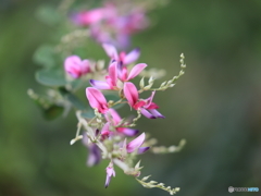 ハギの花　200808 