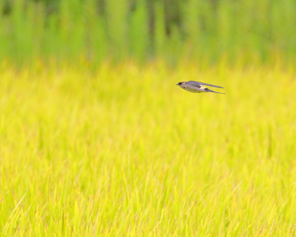 コシアカツバメ　①　190922