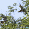 ハヤブサ　餌渡し　①　180526