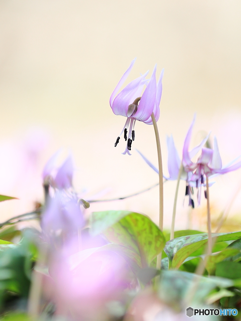 カタクリの花　③　200321 