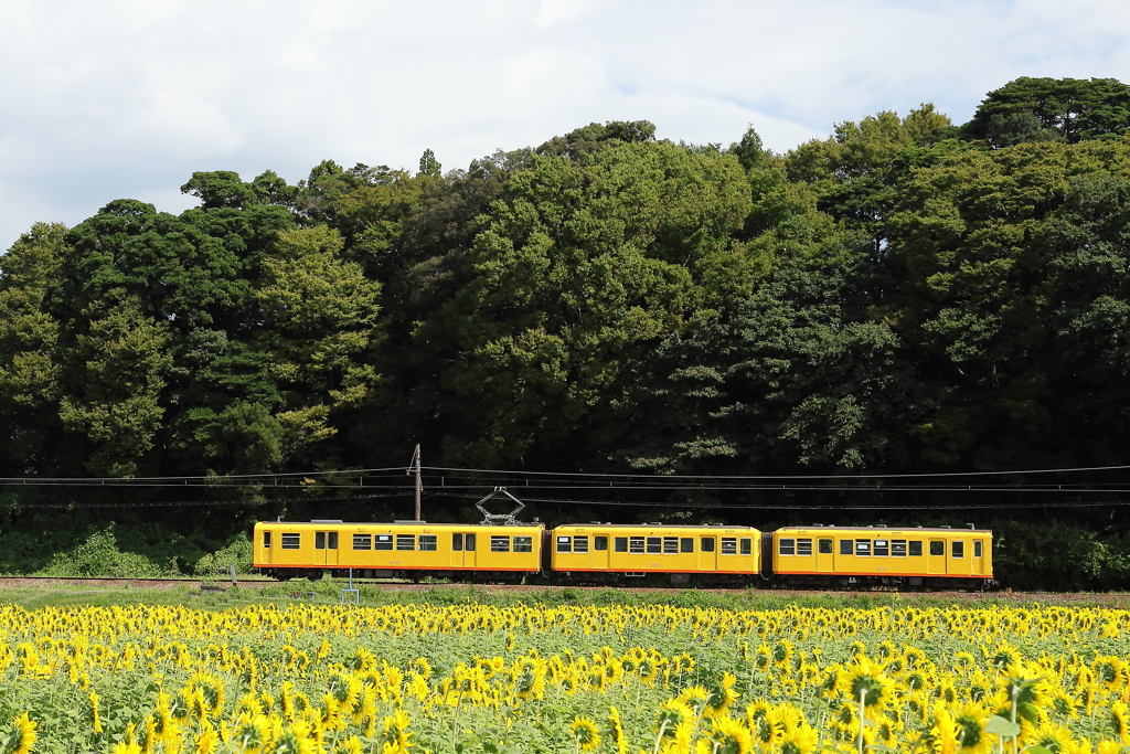 ヒマワリと電車　190926