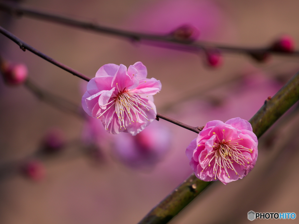 お写んぽ　②　210211 