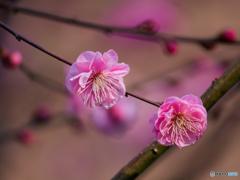 お写んぽ　②　210211 