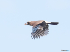 ドングリカケス　①　201020