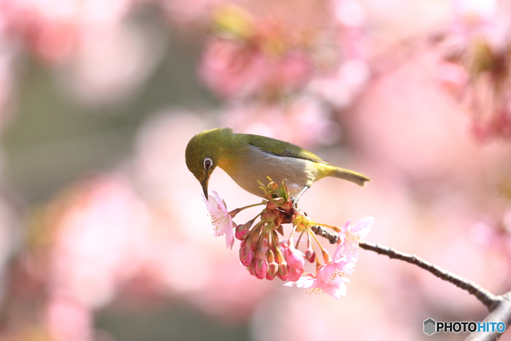 170312 日の丸構図　サクジロー1