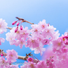 SAKURA　③　220401