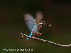 カワセミ　②　2200806 