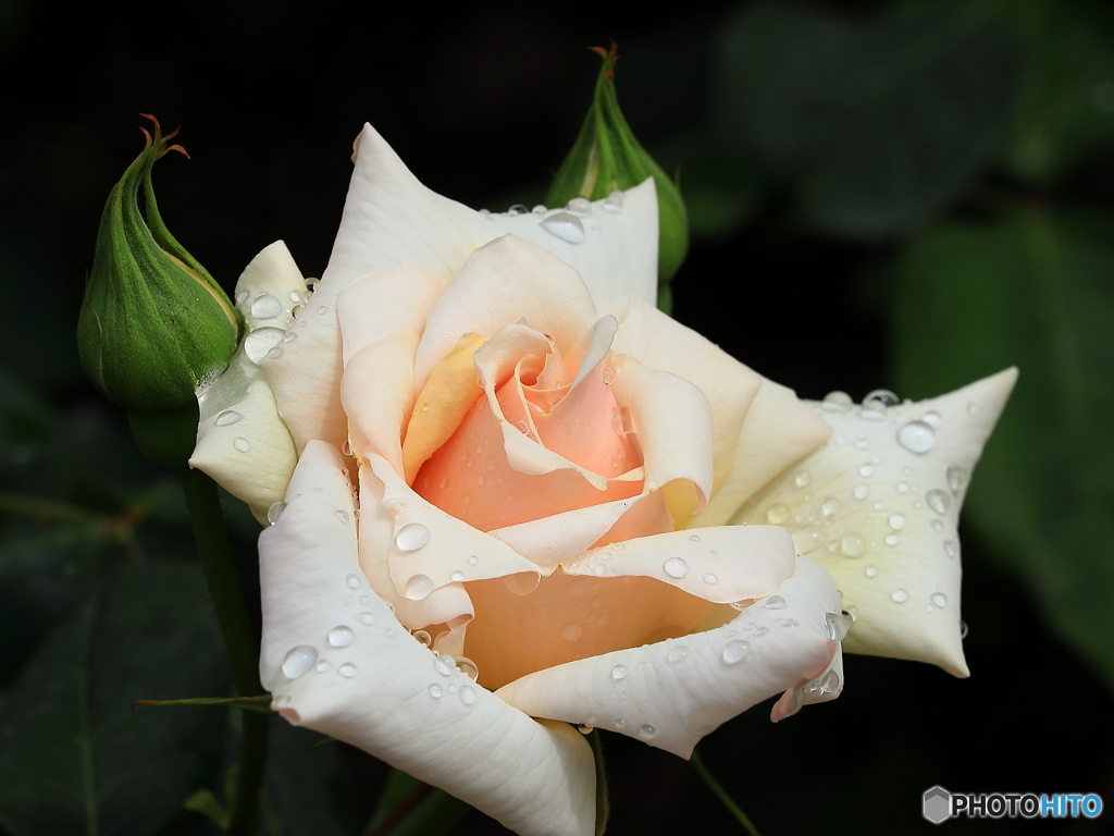 公園の花壇　③　200504 