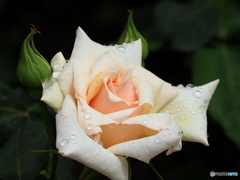 公園の花壇　③　200504 