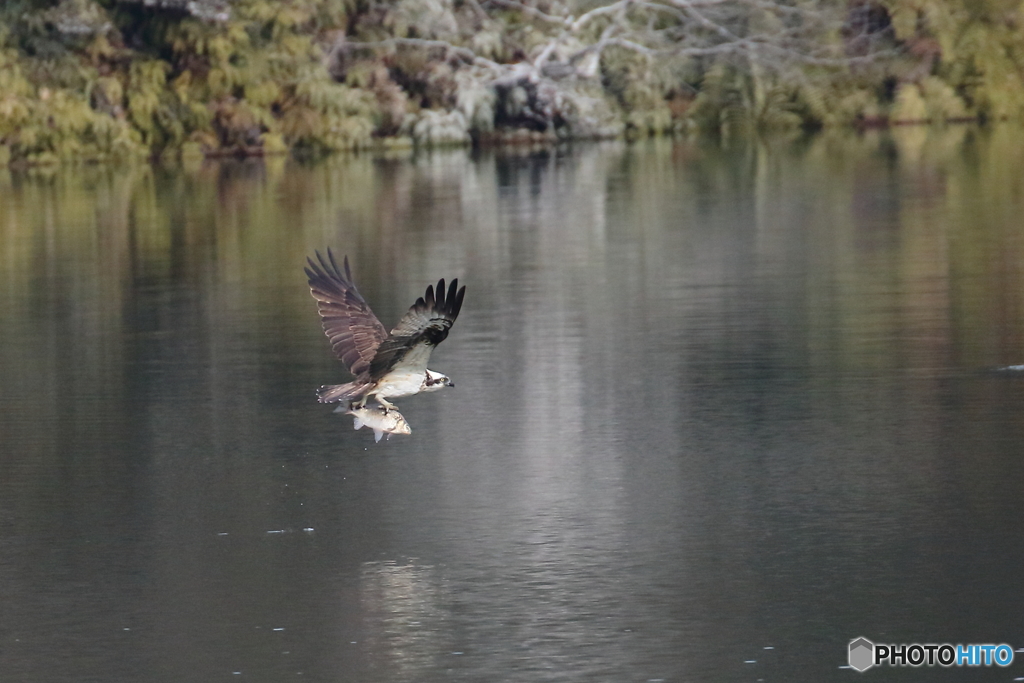 ミサゴ　①　180202