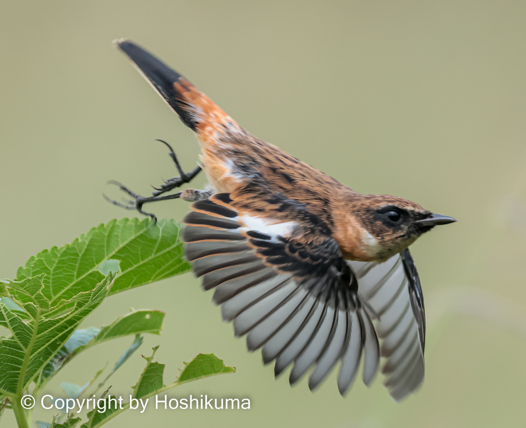 ノビタキ　②　20221004