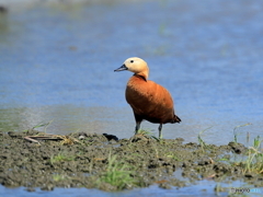 アカツクシカモ　①　200419 