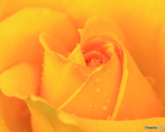 バラが咲いた　④　190514