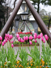 アイスチューリップ　⑤　210124