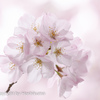 桜　②　220329