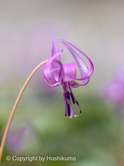 カタクリの花　①　220325 