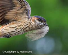 コシアカツバメ　②　20230715 