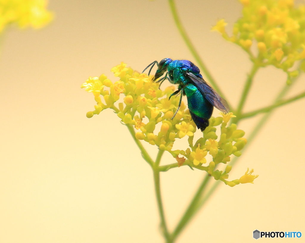 オオセイボウ　①　190908 