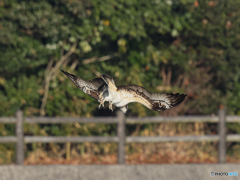 ミサゴ　②　210126 