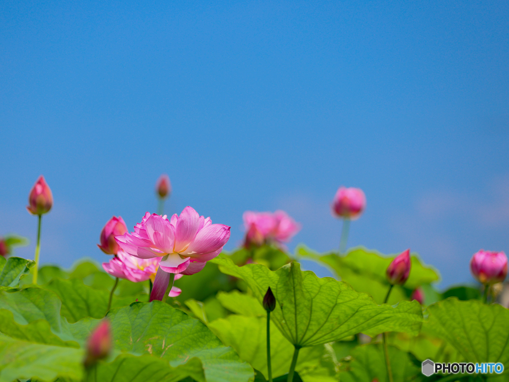 ハスの花　⑤　210713 