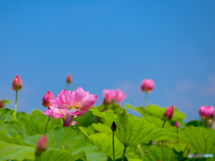 ハスの花　⑤　210713 
