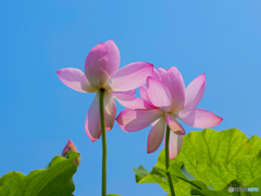 ハスの花　④　210713 