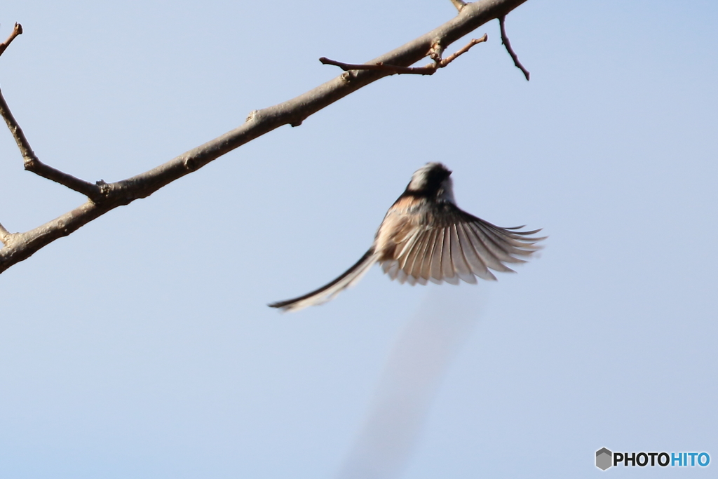 エナガ　②　180207