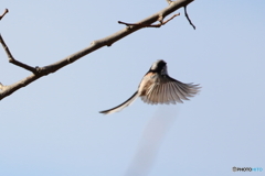 エナガ　②　180207