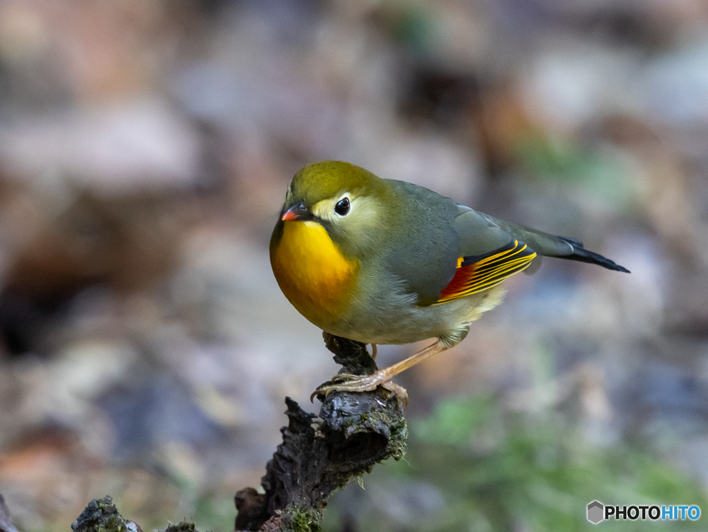 ソウシチョウ　④　201223　